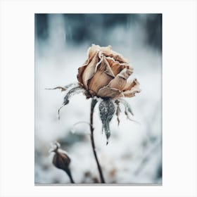 Frozen Rose Canvas Print