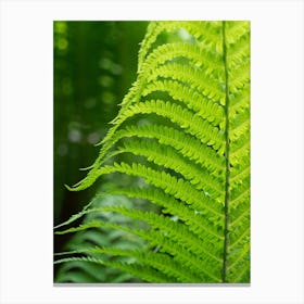 Green fern leaf, summer dream Canvas Print