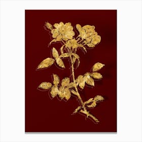 Vintage Lady Monson Rose Bloom Botanical in Gold on Red n.0398 Canvas Print
