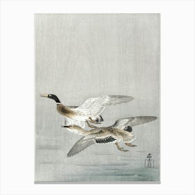 Couple Of Ducks (1900 1936), Ohara Koson Canvas Print