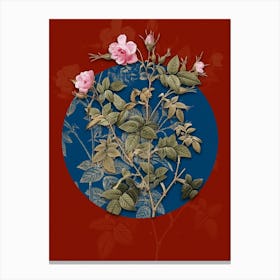 Vintage Botanical Pink Flowering Rosebush on Circle Blue on Red n.0301 Canvas Print