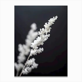 White Grass Canvas Print