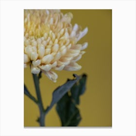 Yellow Chrysanthemum Flower Canvas Print