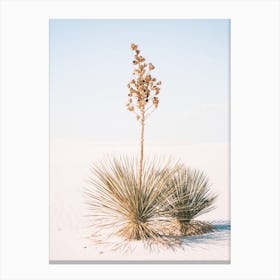 White Sands Agave Canvas Print