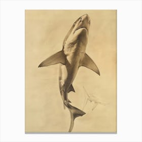 Dogfish Shark Vintage Illustration 8 Canvas Print