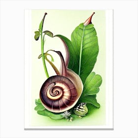 Nerite Snail  Botanical Canvas Print