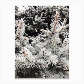 Spruce Tree Canvas Print