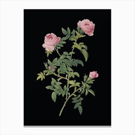 Vintage Rose of the Hedges Botanical Illustration on Solid Black Canvas Print