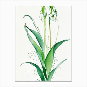 Lily Of The Valley Herb Minimalist Watercolour 1 Canvas Print