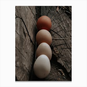 White And Brown Eggs Canvas Print