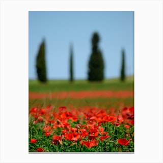 Italy Tuscany Field Of Poppies Canvas Print