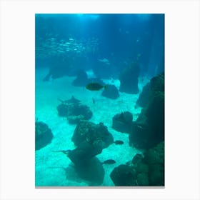 Olympic Aquarium Canvas Print