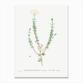 Mesembryanthemum Splendens, Pierre Joseph Redoute Canvas Print