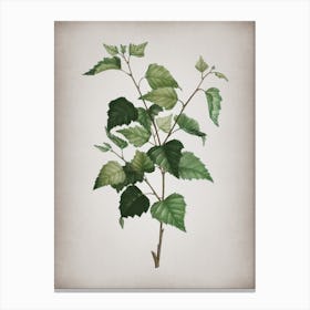 Vintage Silver Birch Botanical on Parchment n.0503 Canvas Print