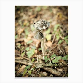 Mushroom // Nature Photography 1 Canvas Print