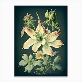 Columbine Wildflower Vintage Botanical 1 Canvas Print