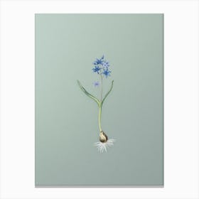 Vintage Alpine Squill Botanical Art on Mint Green n.0968 Canvas Print