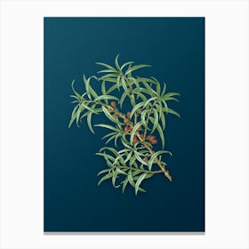 Vintage Common Sea Buckthorn Botanical Art on Teal Blue n.0642 Canvas Print