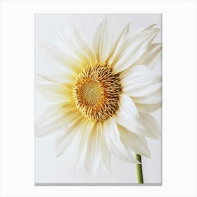 Sunflower 2 Canvas Print