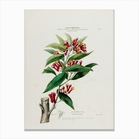 Rhododendron 2 Canvas Print