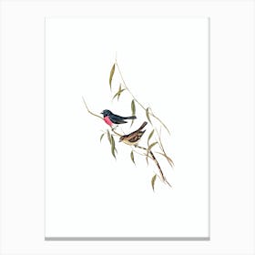 Vintage Pink Breasted Wood Robin Bird Illustration on Pure White n.0449 Canvas Print
