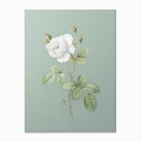 Vintage White Misty Rose Botanical Art on Mint Green n.0028 Canvas Print