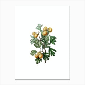 Vintage Aronia Thorn Flower Botanical Illustration on Pure White n.0258 Canvas Print