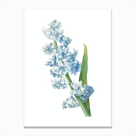 Vintage Oriental Hyacinth Botanical Illustration on Pure White Canvas Print
