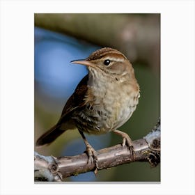 House Wren -Reimagined 8 Canvas Print