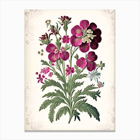 Sweet William 1 Floral Botanical Vintage Poster Flower Canvas Print