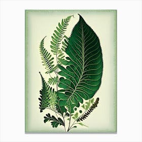 Southern Maidenhair Fern 4 Vintage Botanical Poster Canvas Print