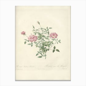 Rose Illustration, Pierre Joseph Redoute (73) Canvas Print