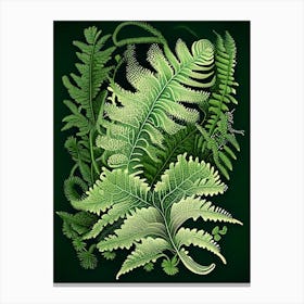 Polypody Fern Wildflower Vintage Botanical Canvas Print