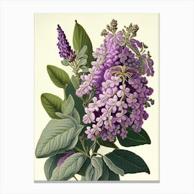 Lilac Floral 2 Botanical Vintage Poster Flower Canvas Print