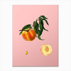 Vintage Peach Botanical on Soft Pink n.0100 Canvas Print