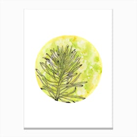 Euphorbia On Green And Yellow Canvas Print