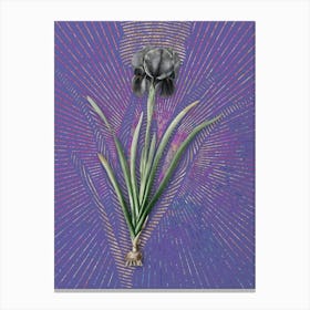 Vintage Mourning Iris Botanical Illustration on Veri Peri n.0025 Canvas Print