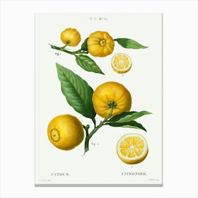 Clusters Of Citrus, Pierre Joseph Redoute Canvas Print