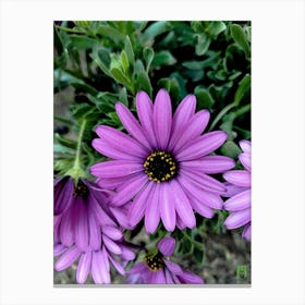 Purple Daisies 2023030562rt1pub Canvas Print