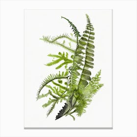 Mountain Spleenwort Watercolour Canvas Print