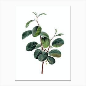 Vintage Alpine Buckthorn Plant Botanical Illustration on Pure White n.0403 Canvas Print