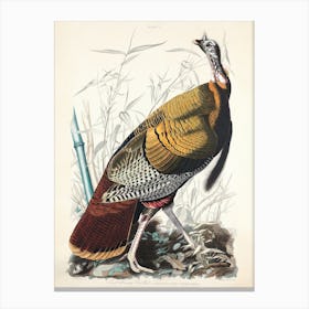 Wild Turkey   Birds Of America, John James Audubon Canvas Print