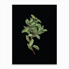 Vintage Evergreen Oak Botanical Illustration on Solid Black n.0099 Canvas Print