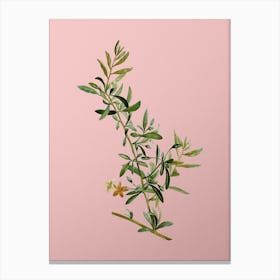 Vintage Goji Berry Branch Botanical on Soft Pink n.0466 Canvas Print