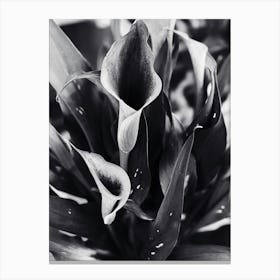 Calla Lilies BW Canvas Print