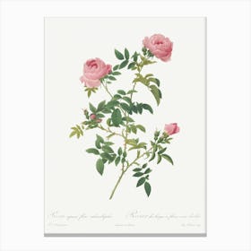 Hundred Petalled English Rose, Pierre Joseph Redoute Canvas Print