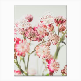 Nostalgic spring and summer flowers in pink and white - nature stillife photography by Christa Stroo Photography Canvas Print