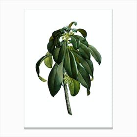 Vintage Spurge Laurel Weeds Botanical Illustration on Pure White n.0578 Canvas Print