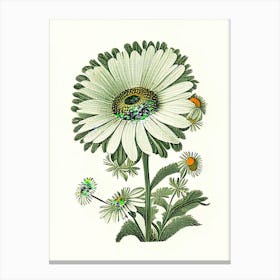 Oxeye Daisy 3 Floral Botanical Vintage Poster Flower Canvas Print