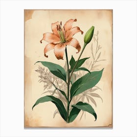 Vintage Of Herbarium Lilies Canvas Print